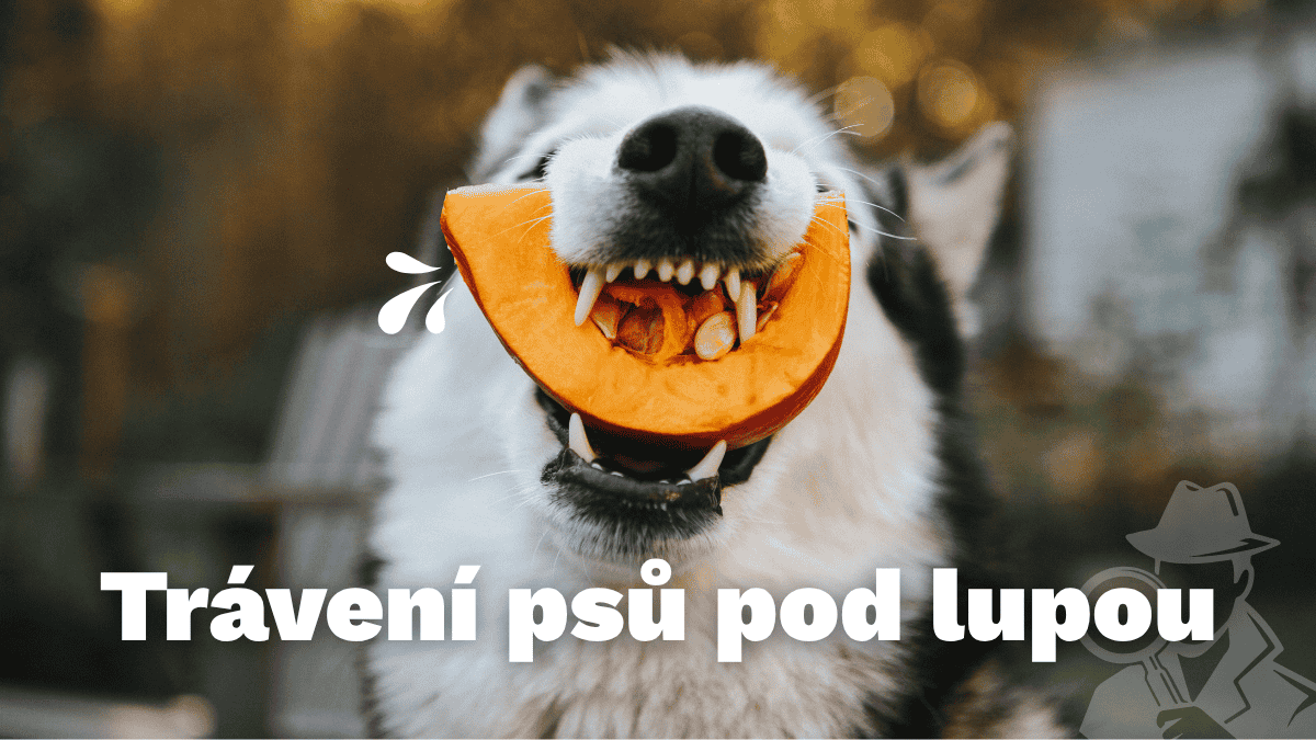 Jak dlouho pes tráví?